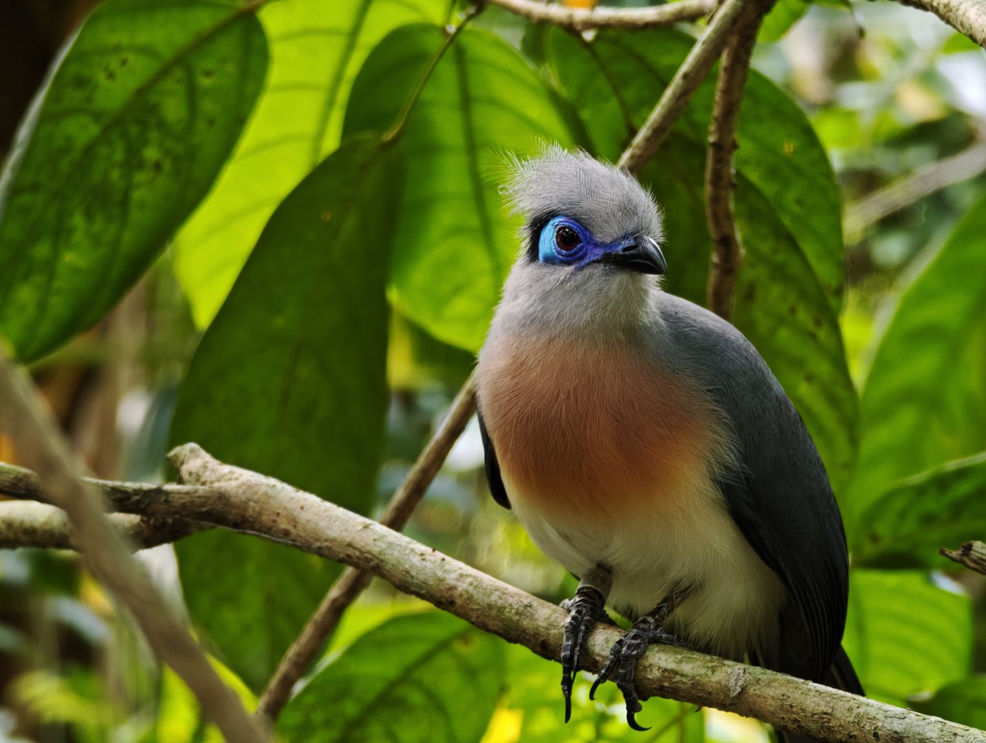 Crested Coua (Coua cristata)