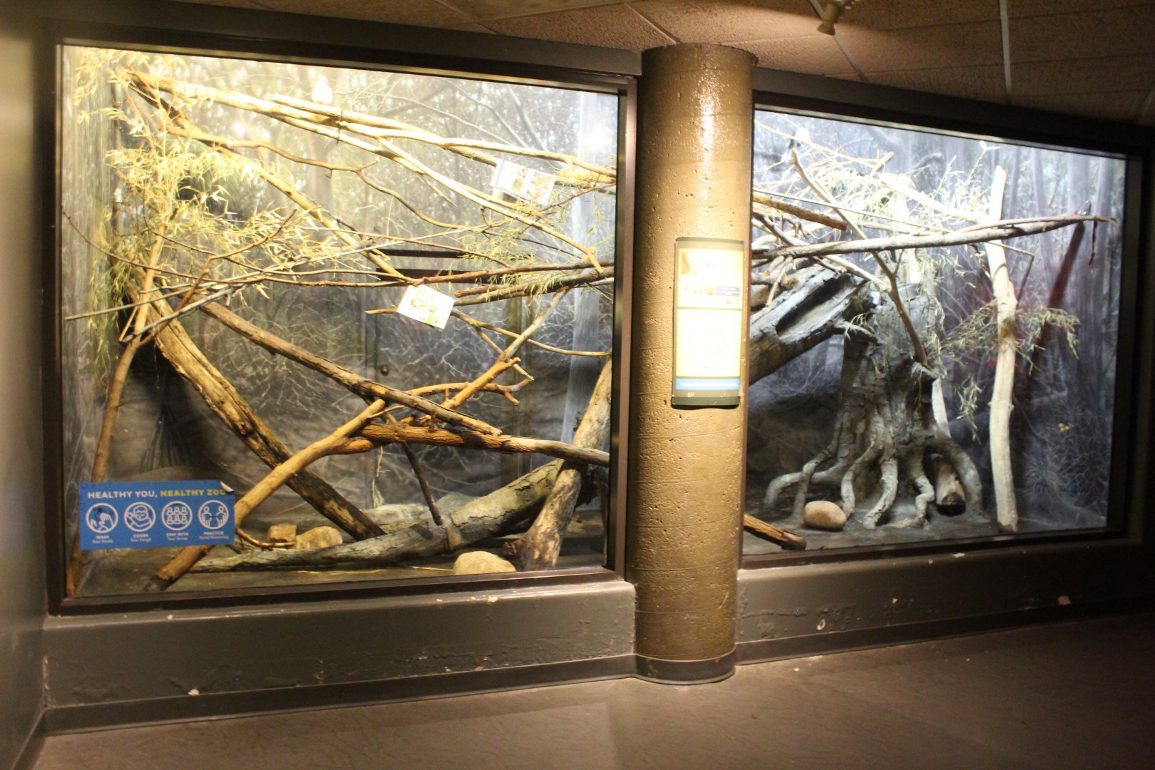 Crested Coua Exhibit - Expedition Madagasca