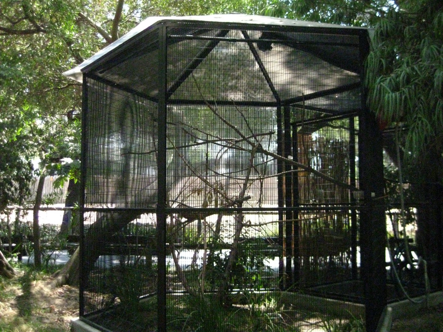 Crested Coua Exhibit