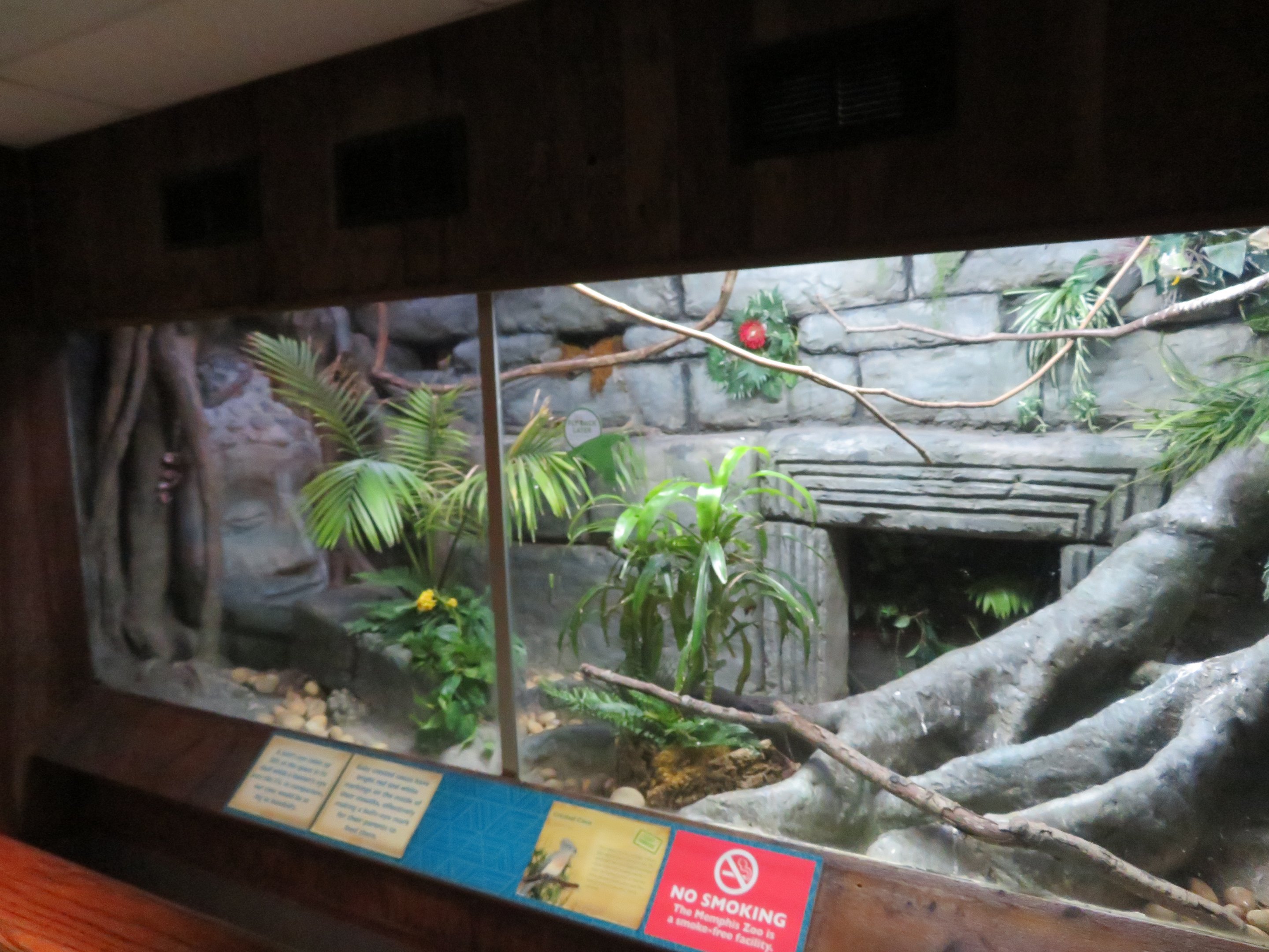 Crested Coua Exhibit