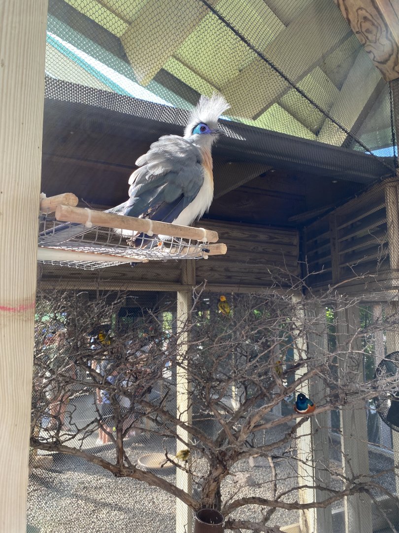 Crested Coua - Flights of Fancy