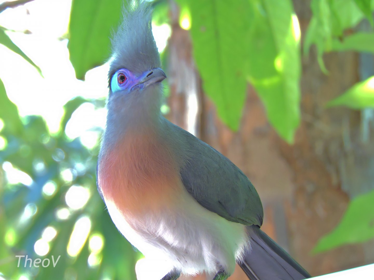 Crested coua - Scripps Aviary [2015]