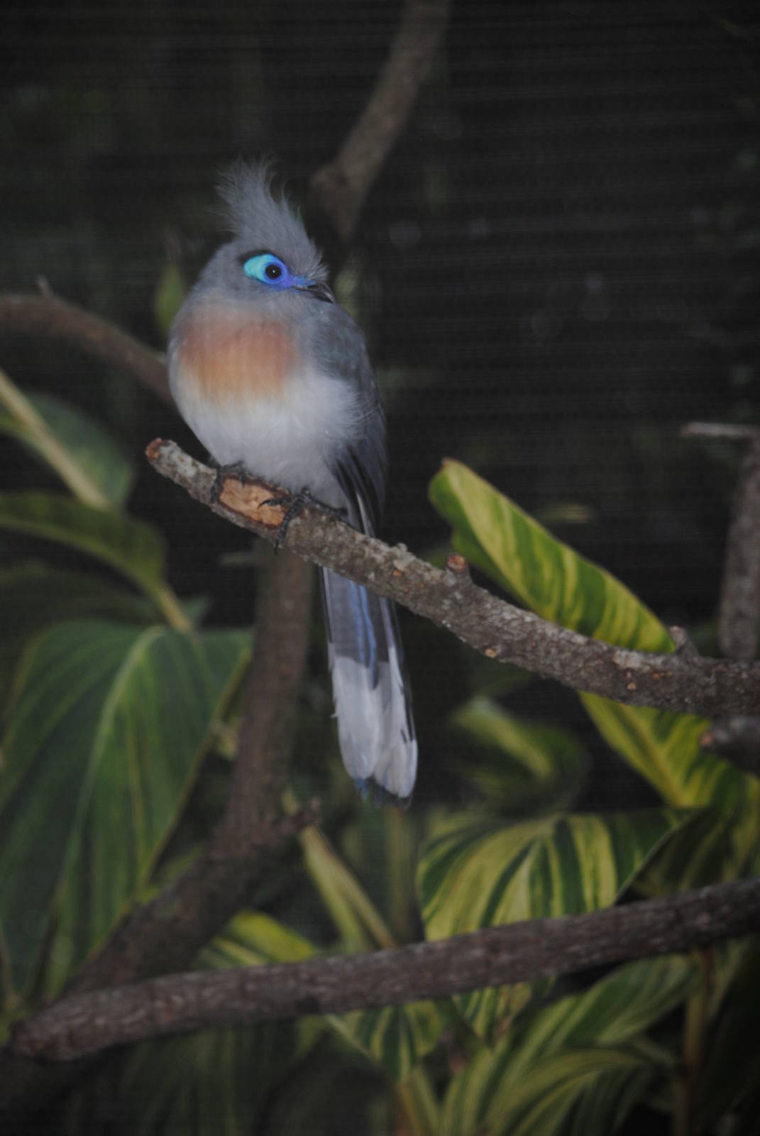 Crested Coua
