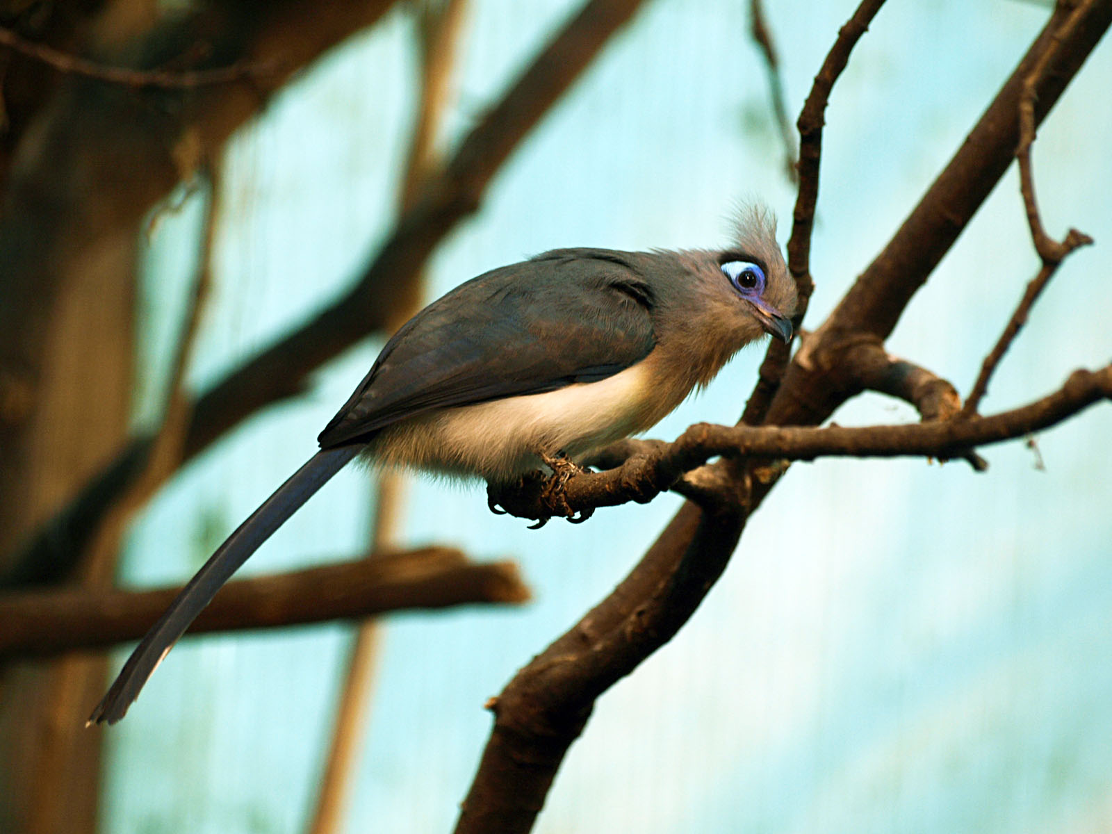 Crested coua