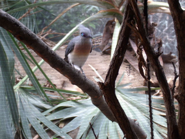 Crested Coua