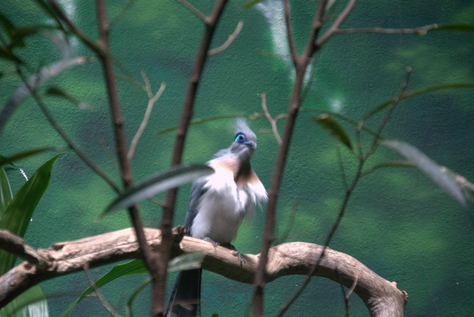 Crested Coua