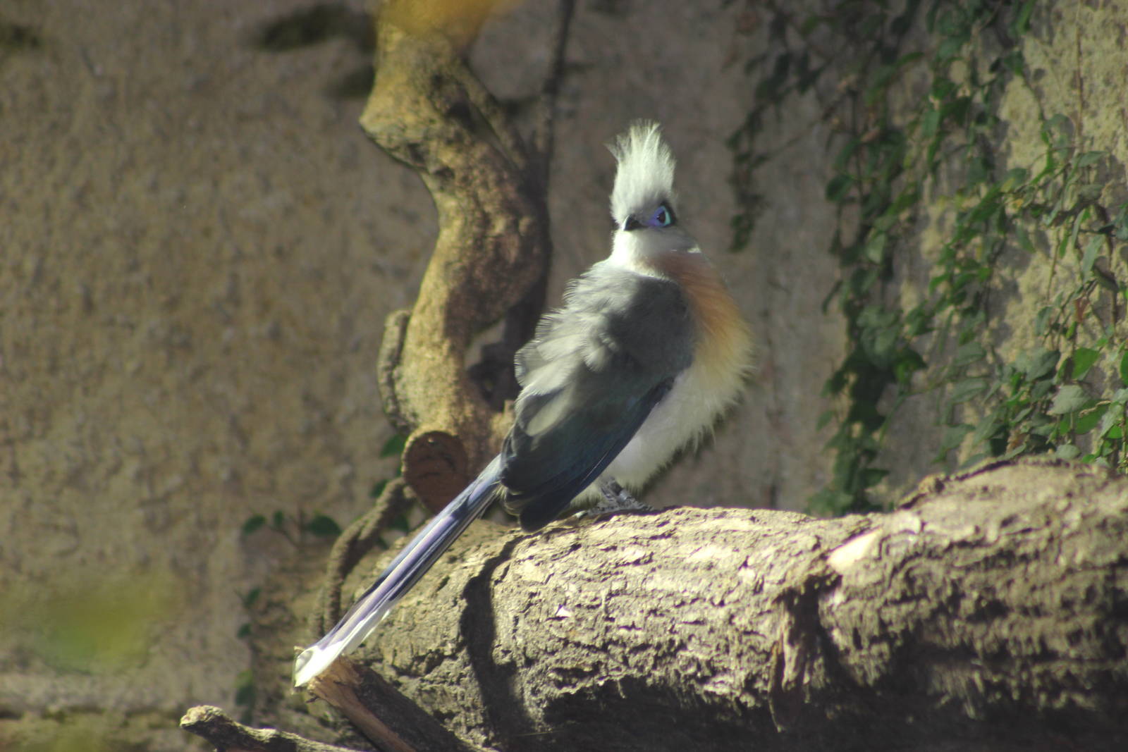 Crested coua