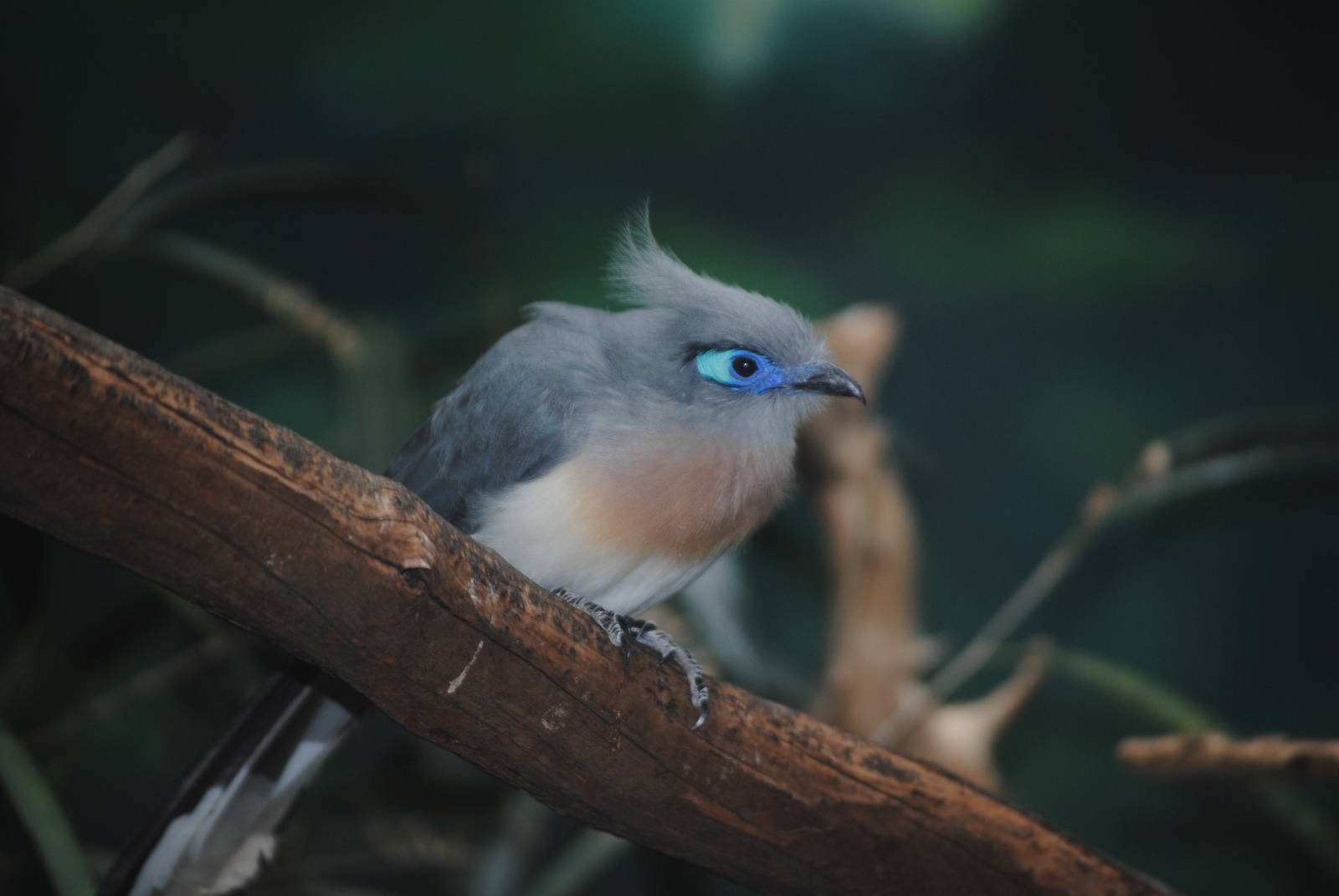 Crested Coua