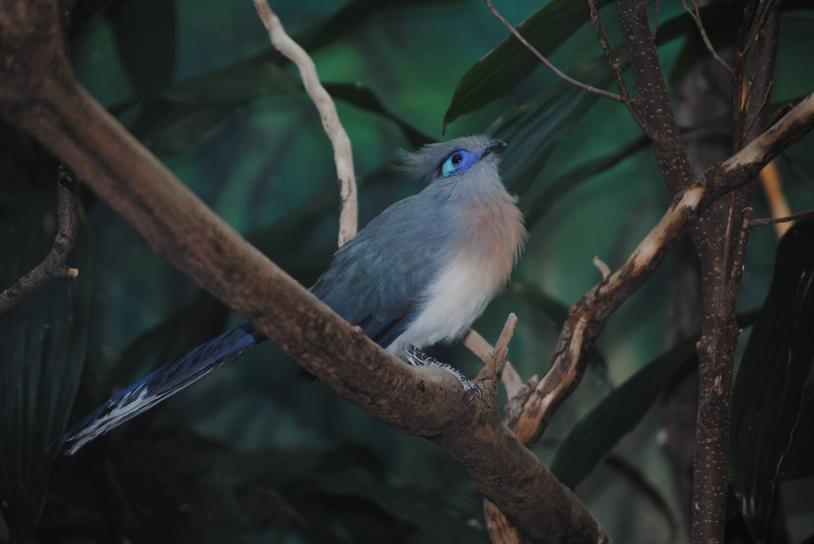 Crested Coua