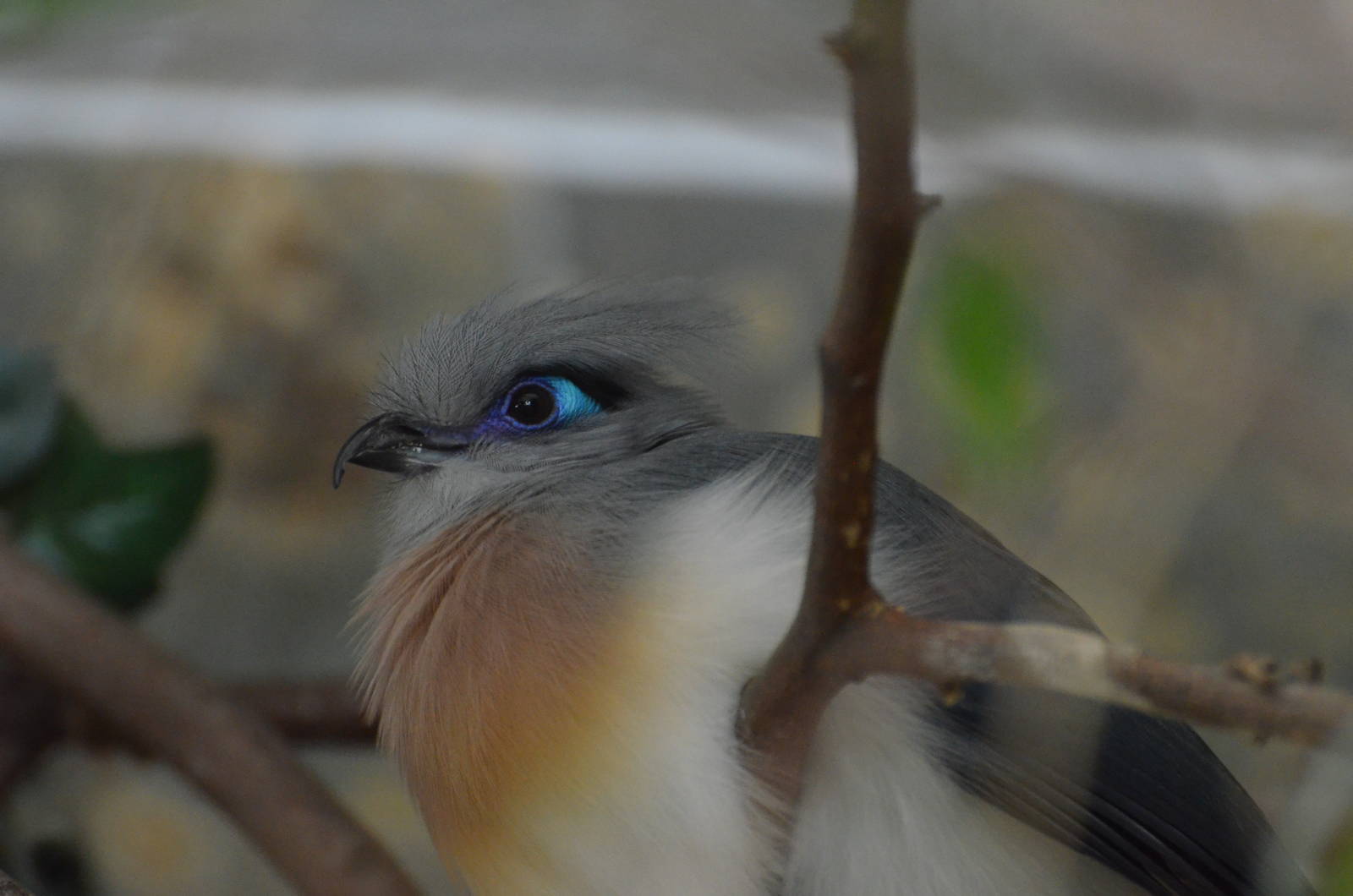 Crested coua