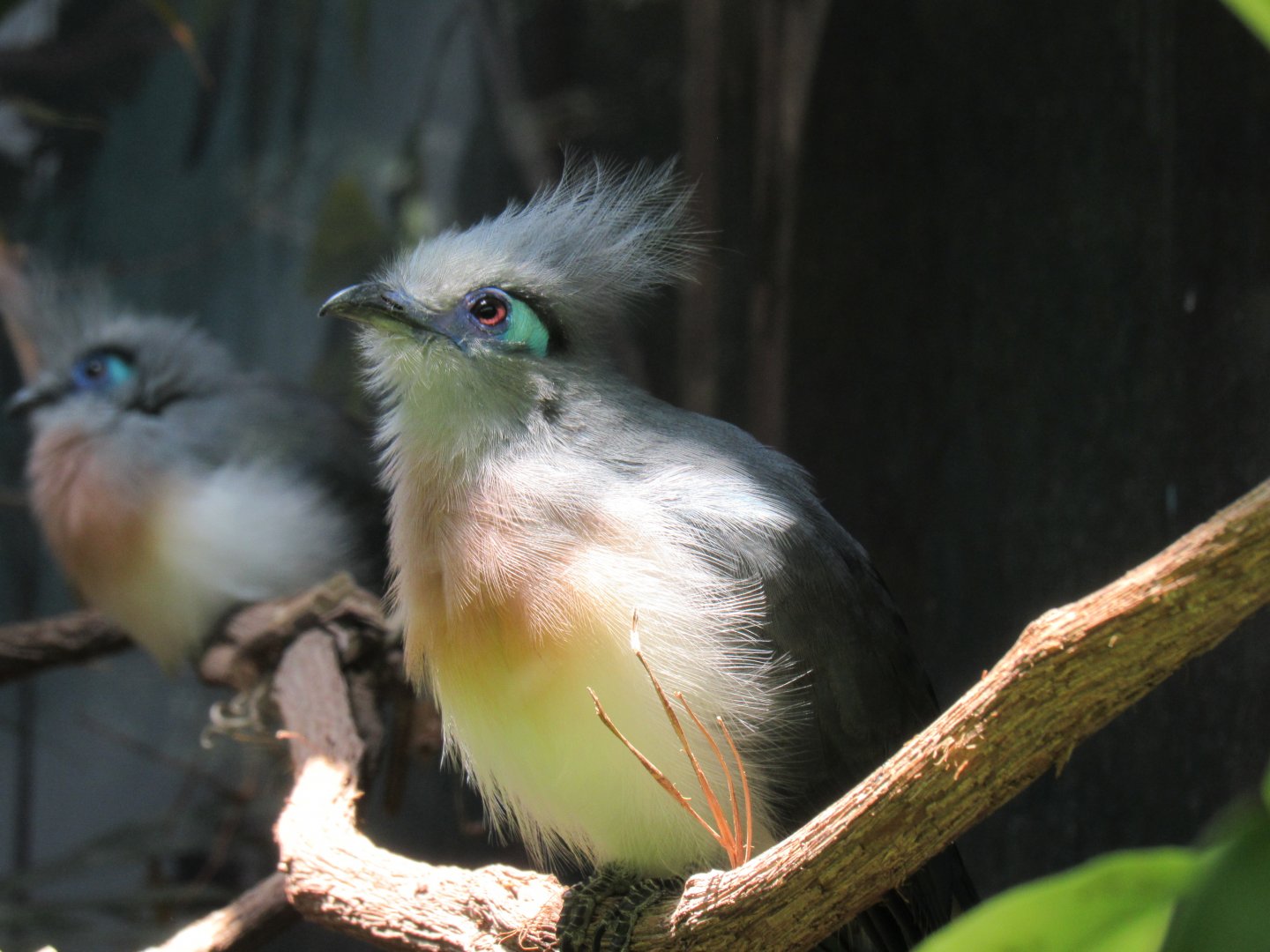 Crested Coua