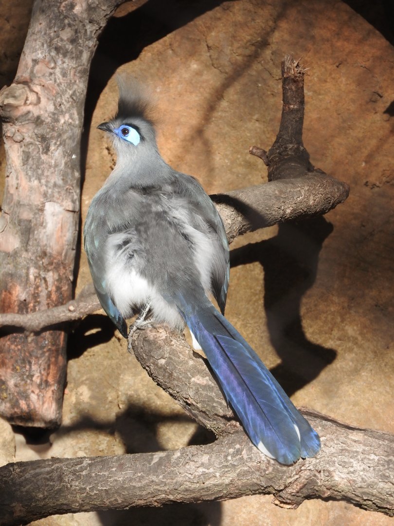 Crested Coua