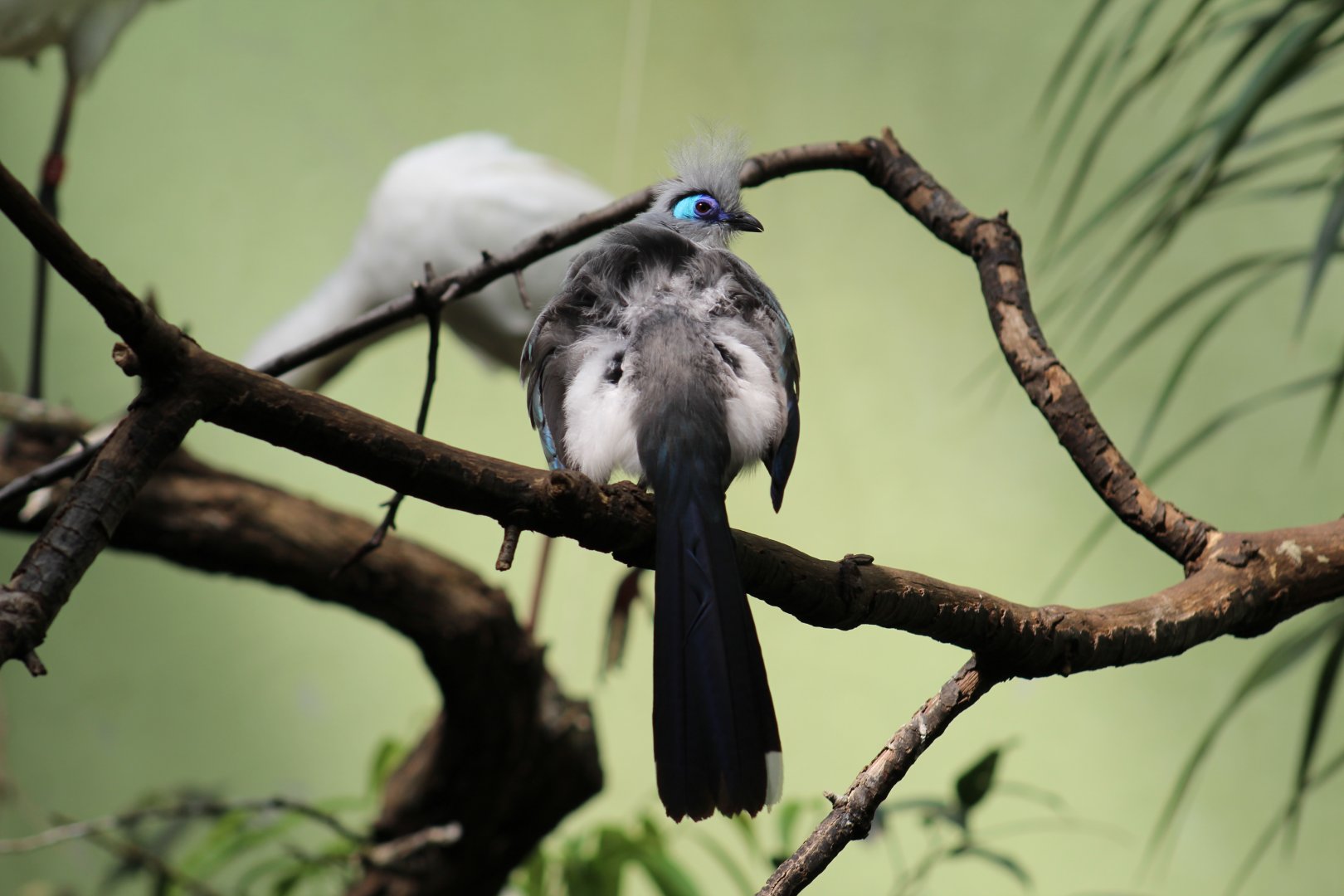 Crested Coua