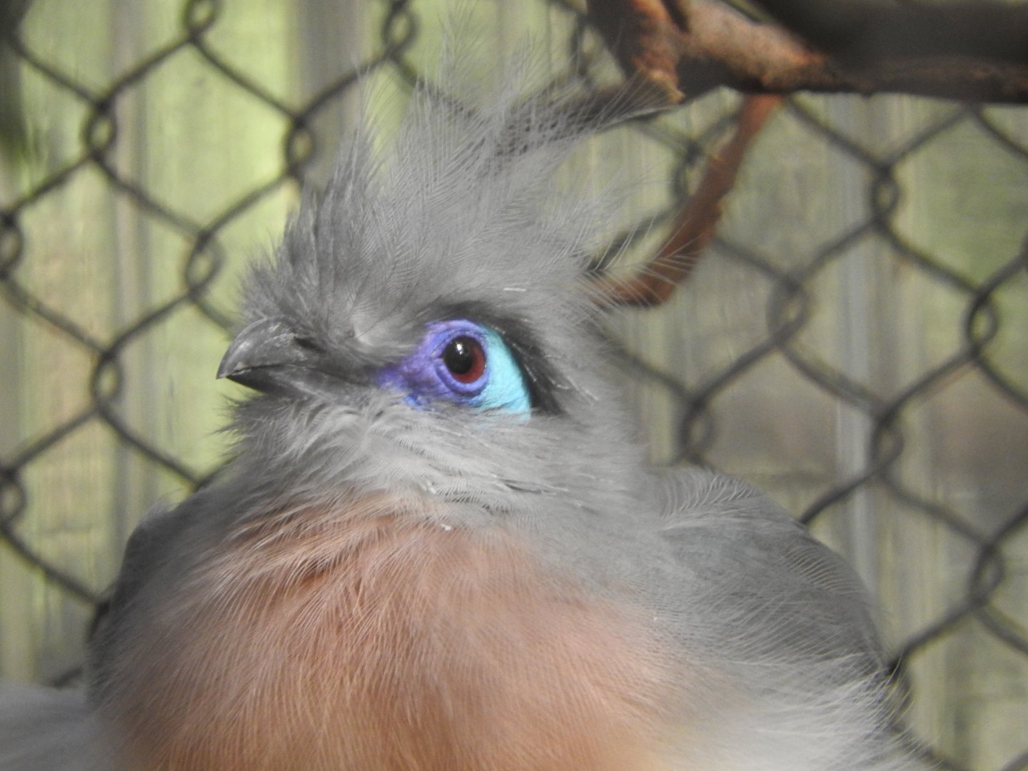 Crested Coua