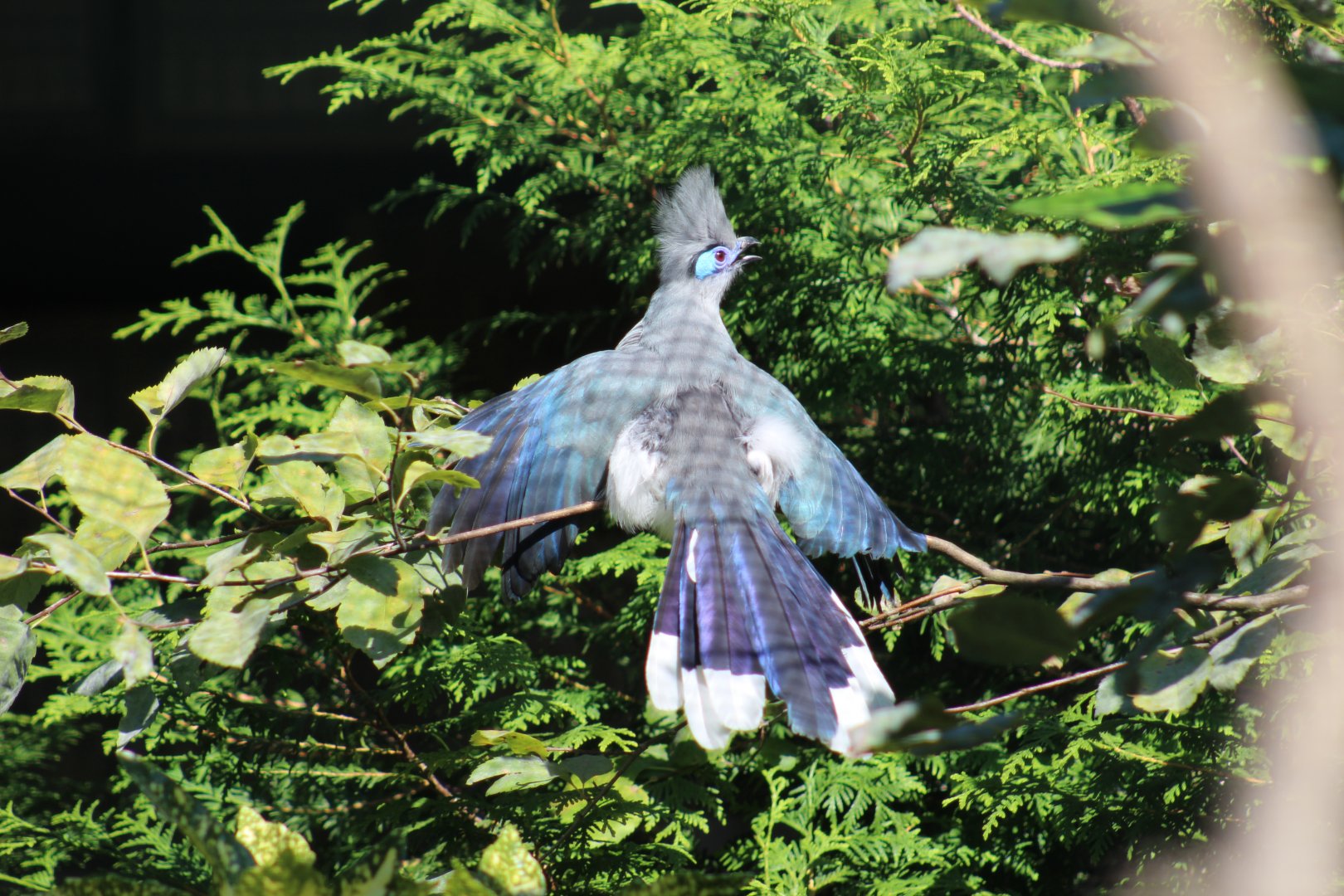 Crested Coua