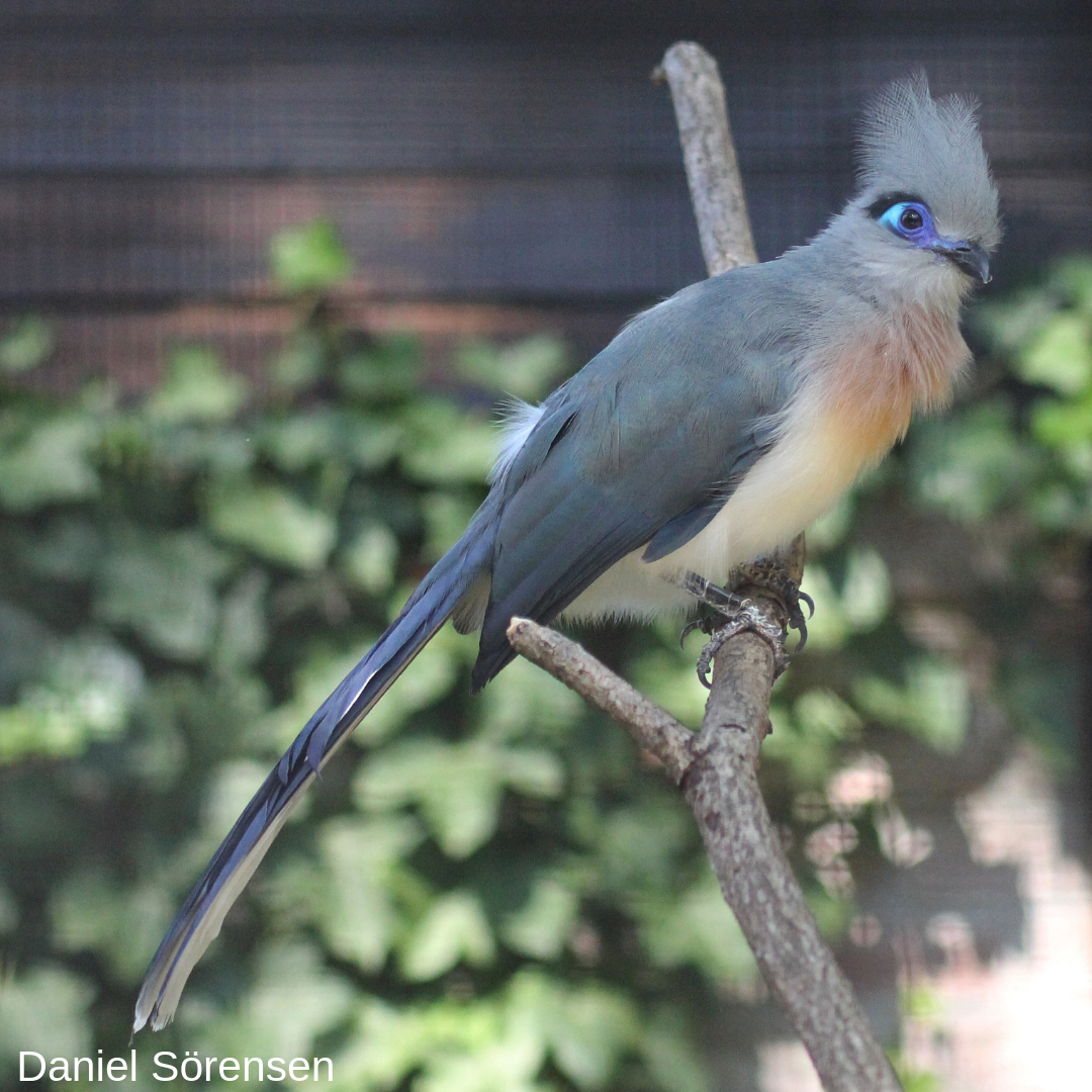 Crested coua