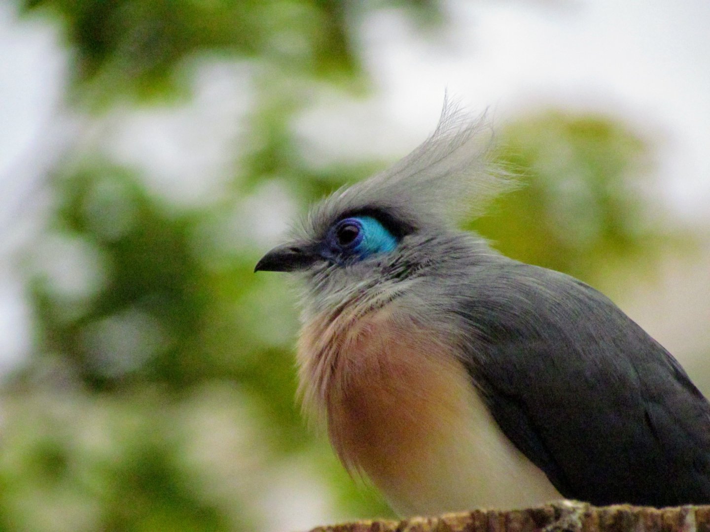 Crested Coua