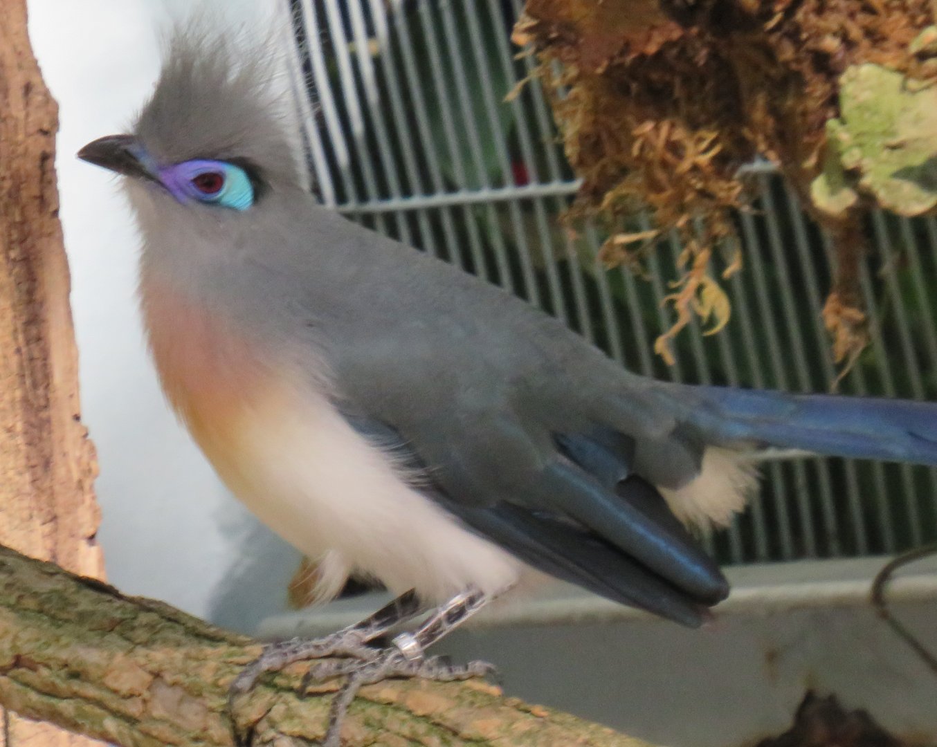 Crested coua