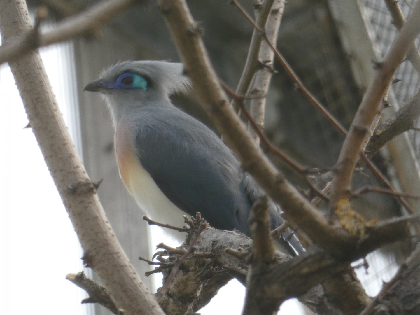 Crested Coua