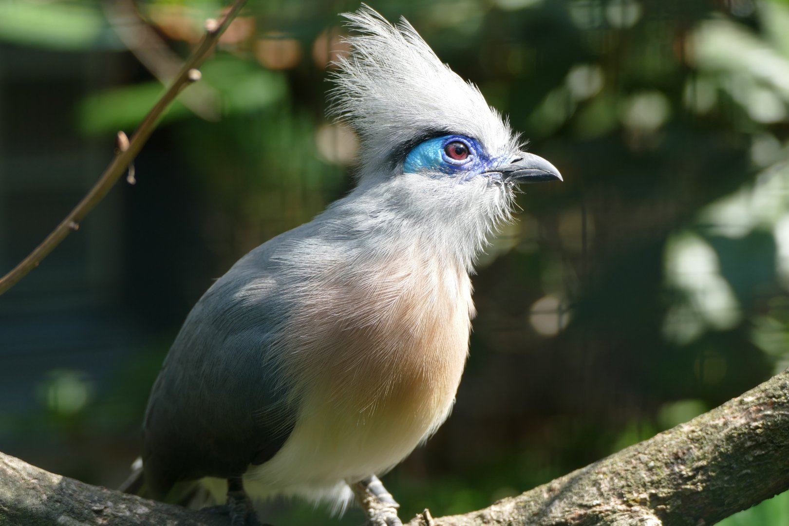 Crested coua