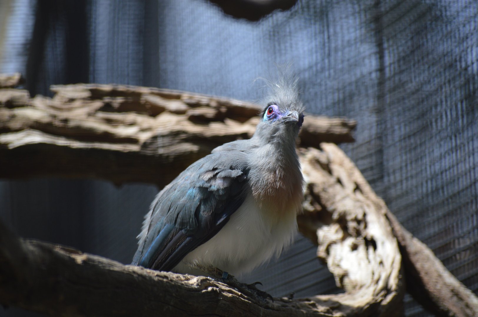 Crested Coua