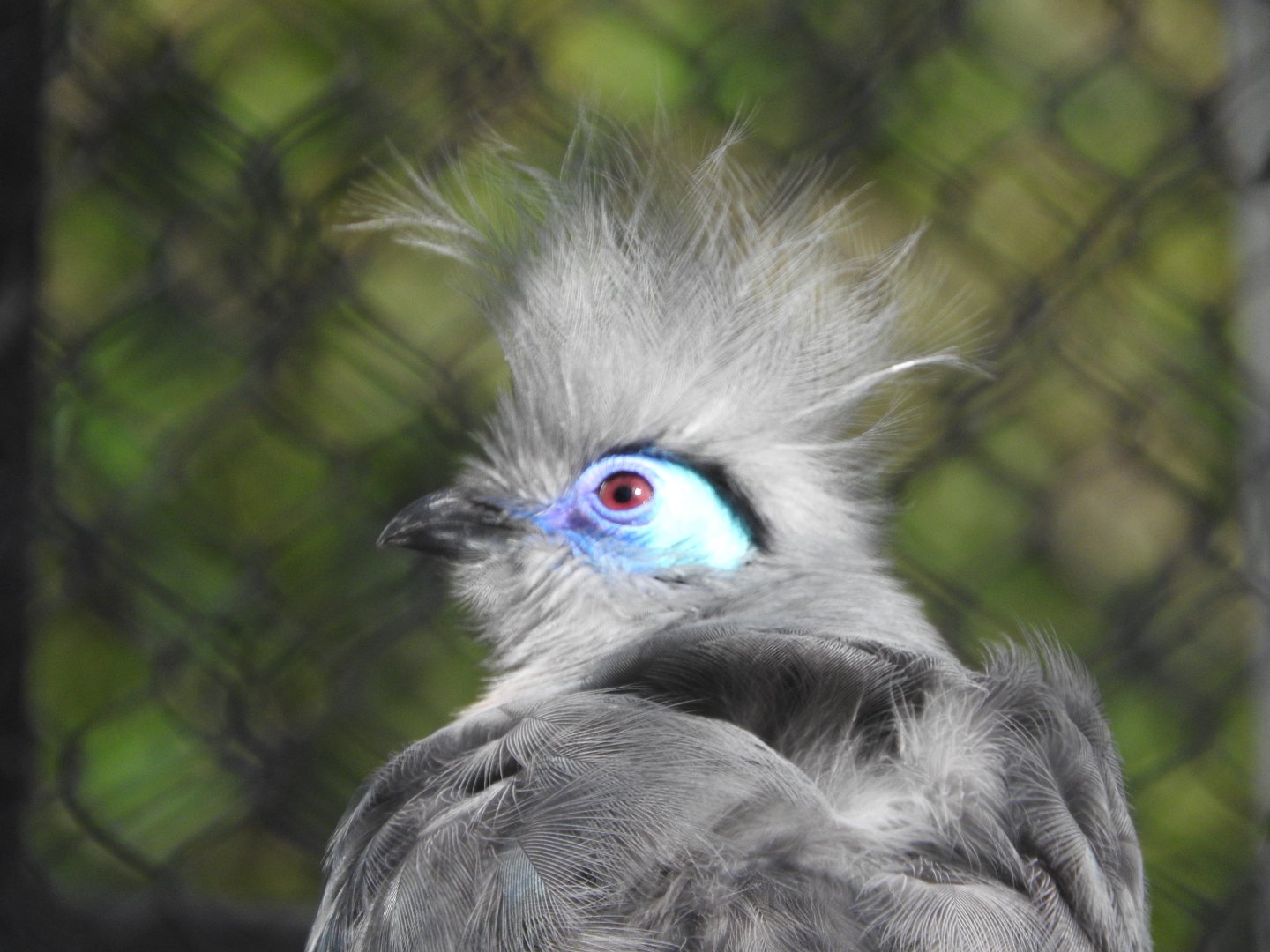 Crested Coua
