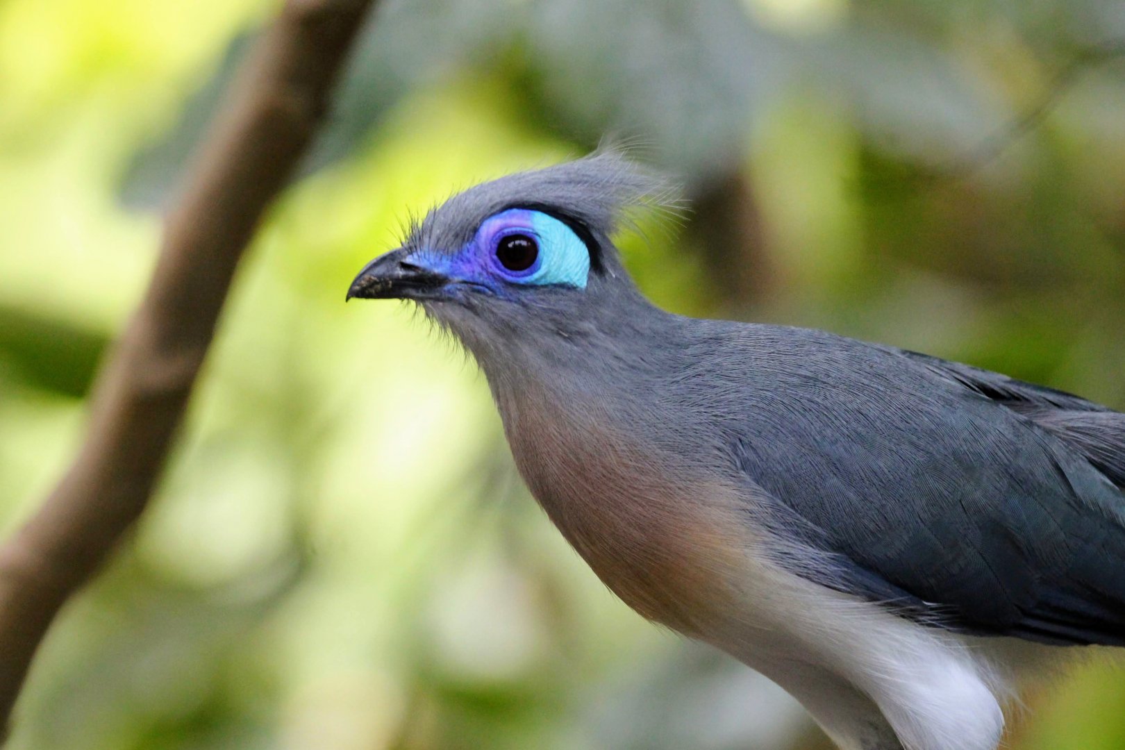 Crested Coua