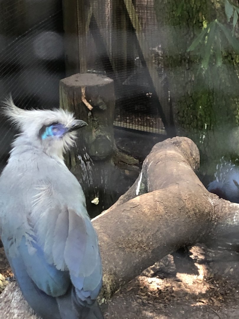 Crested coua