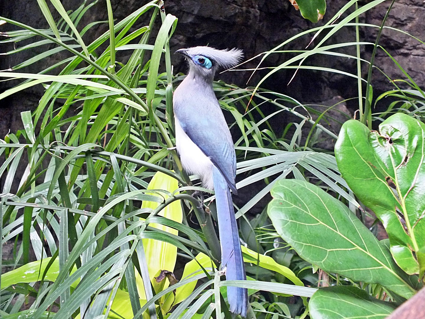 Crested coua