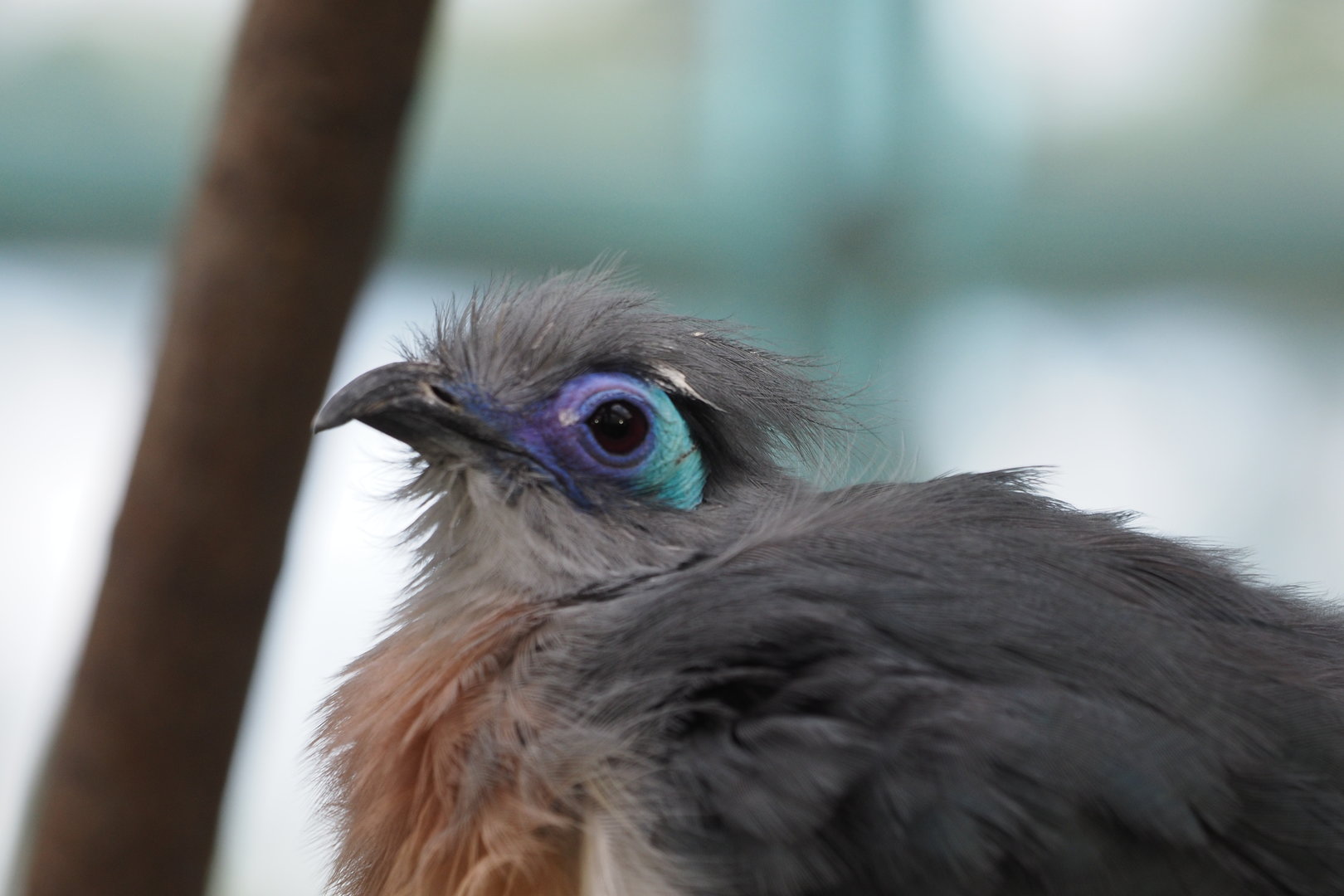 Crested Coua