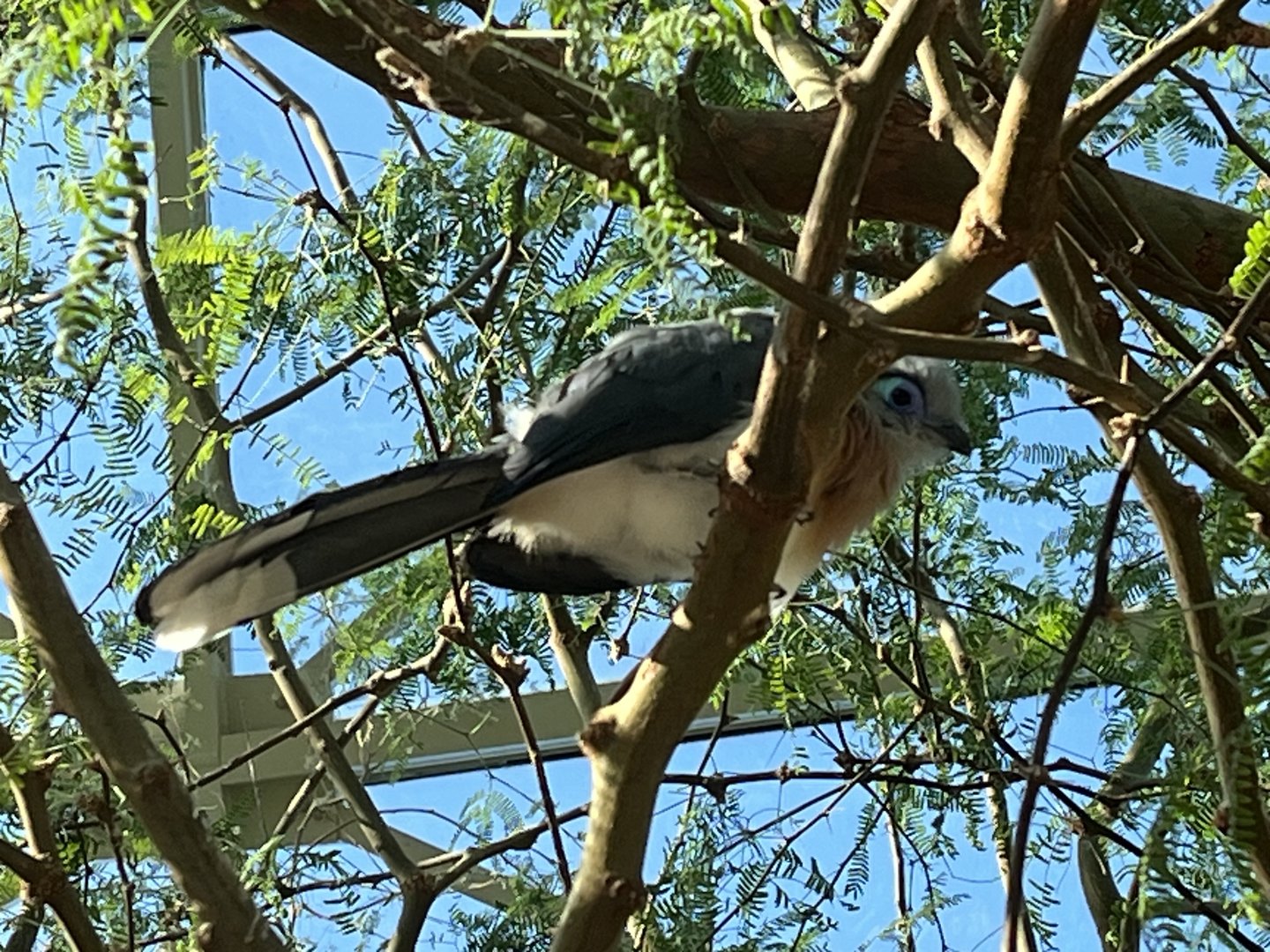 Crested Coua