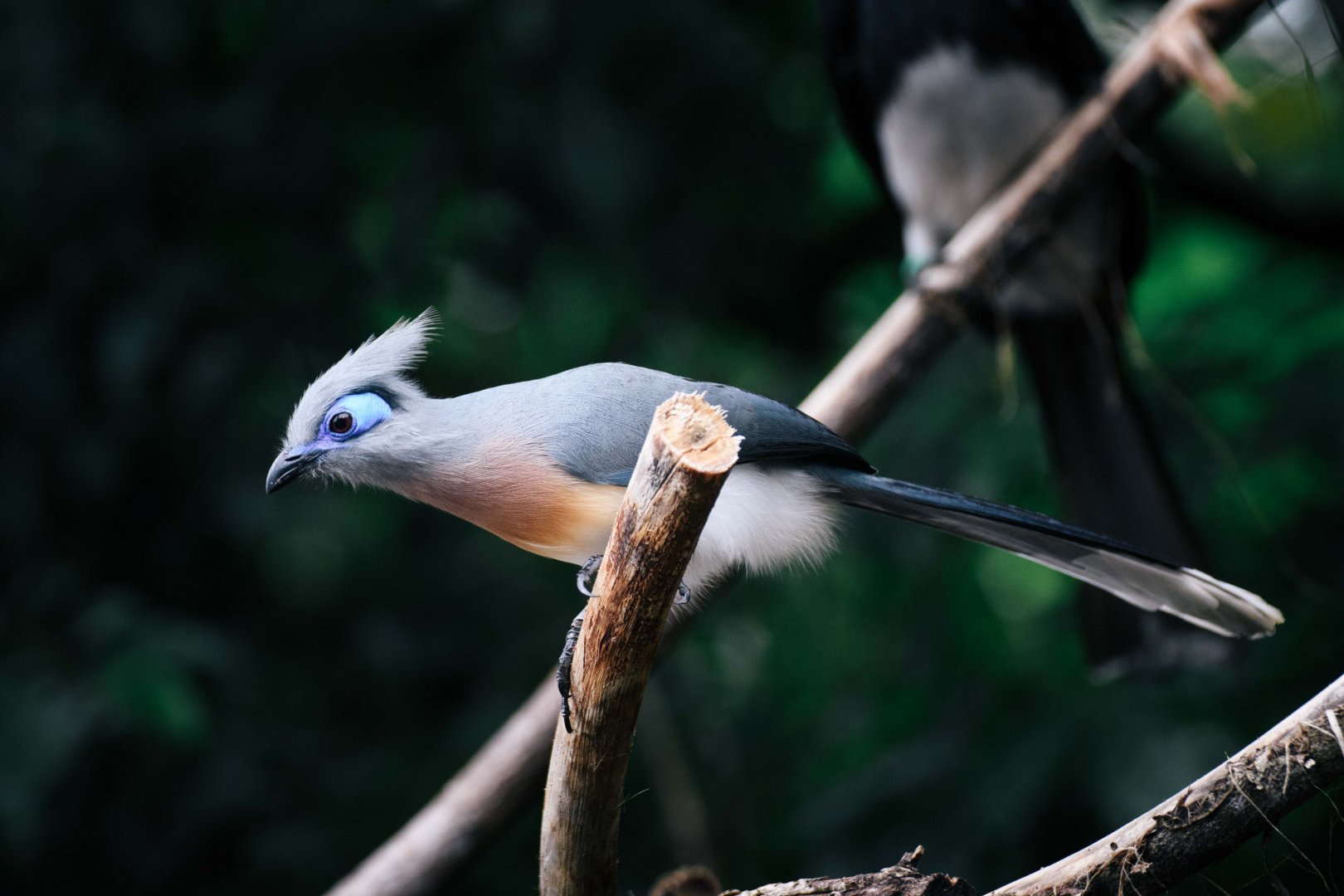 Crested Coua