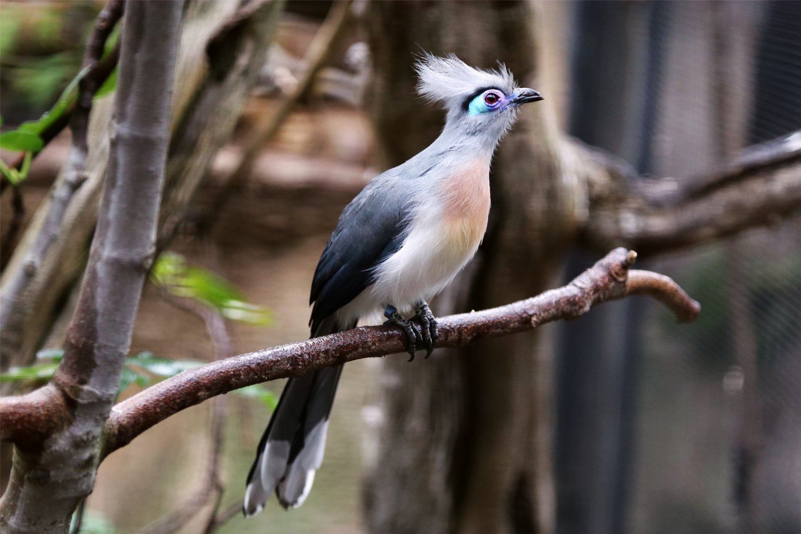 Crested Coua