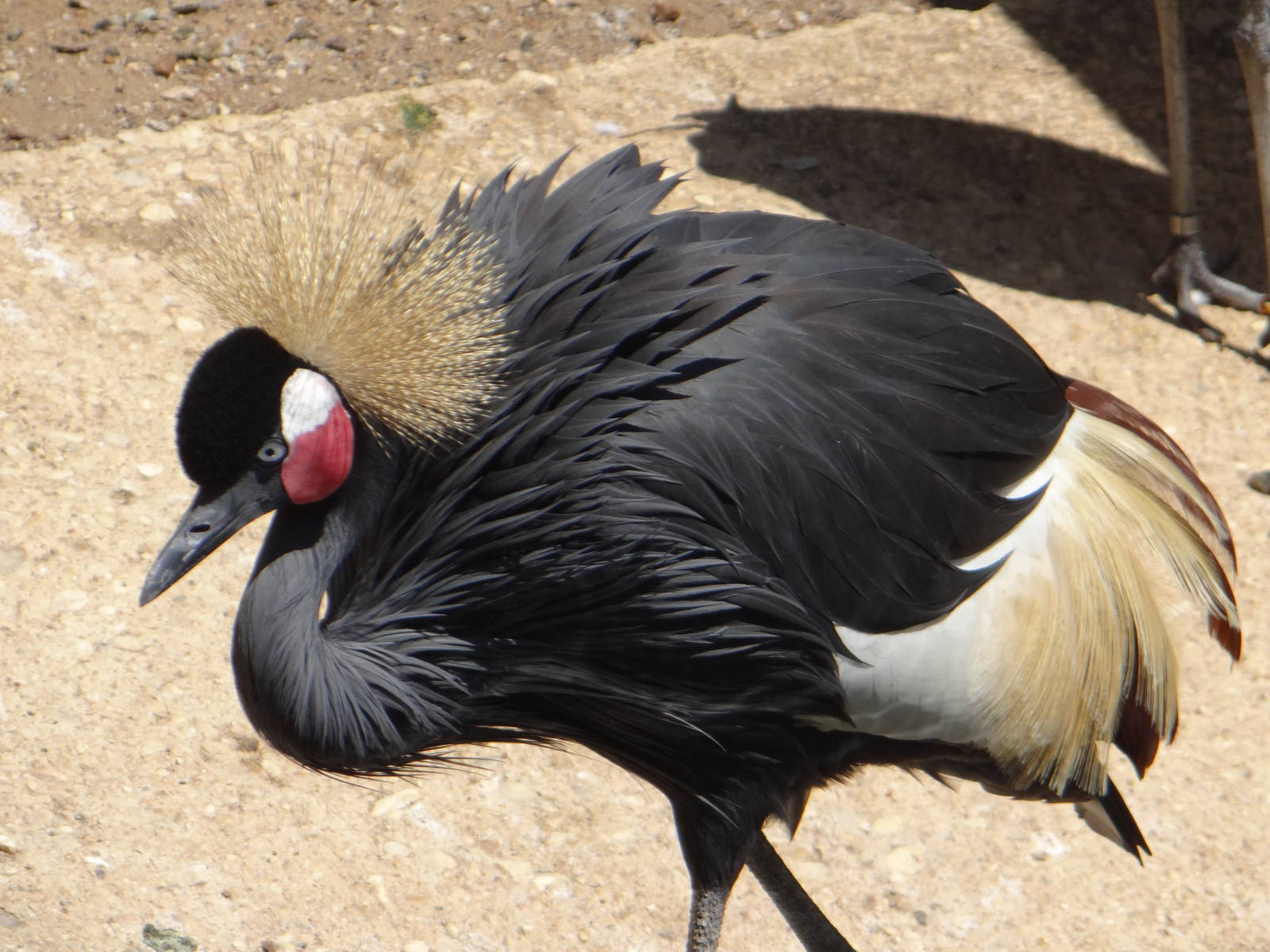 Crested crane