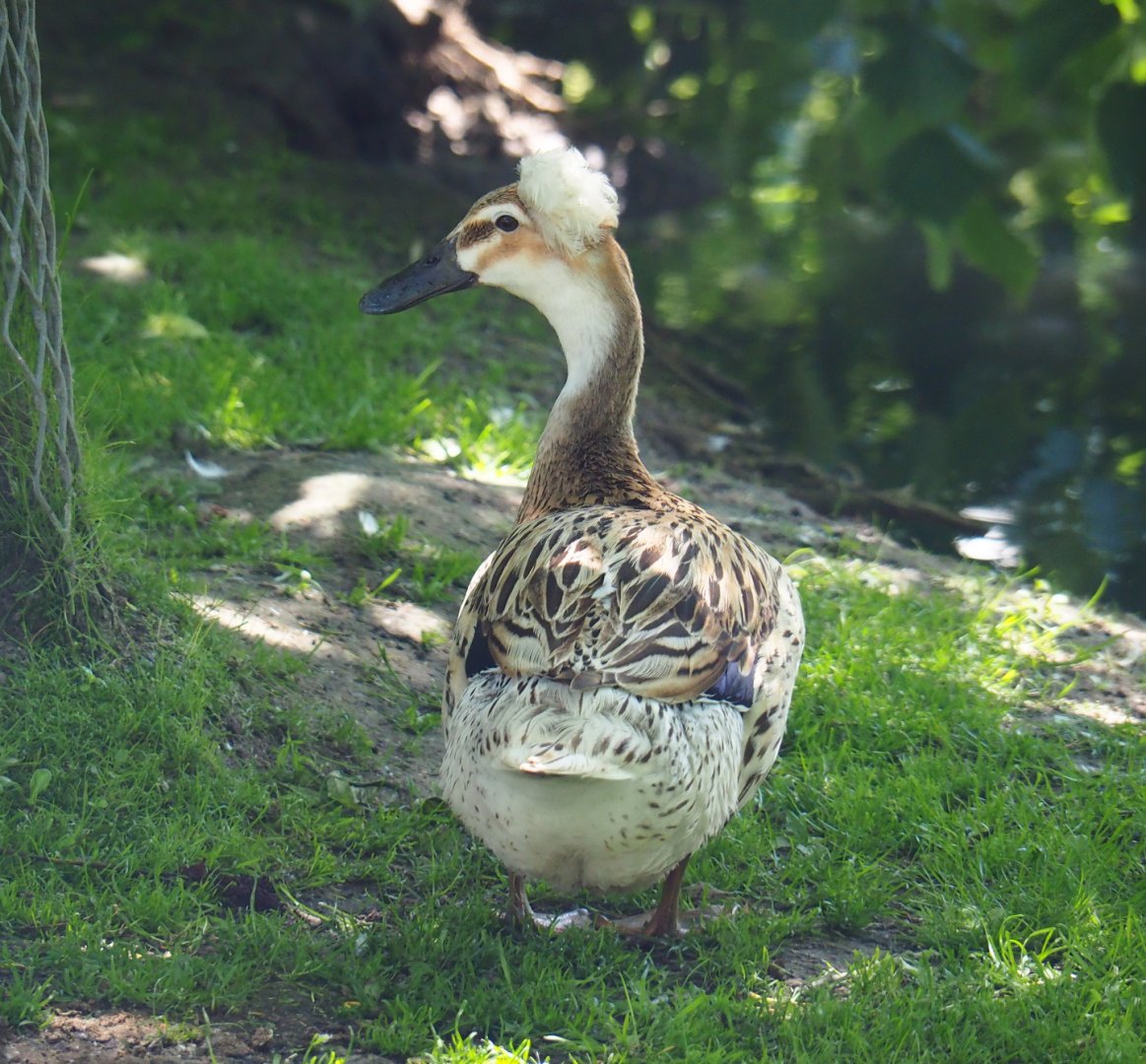Crested domestic duck (Anas platyrhynchos domesticus), 2019-06-01