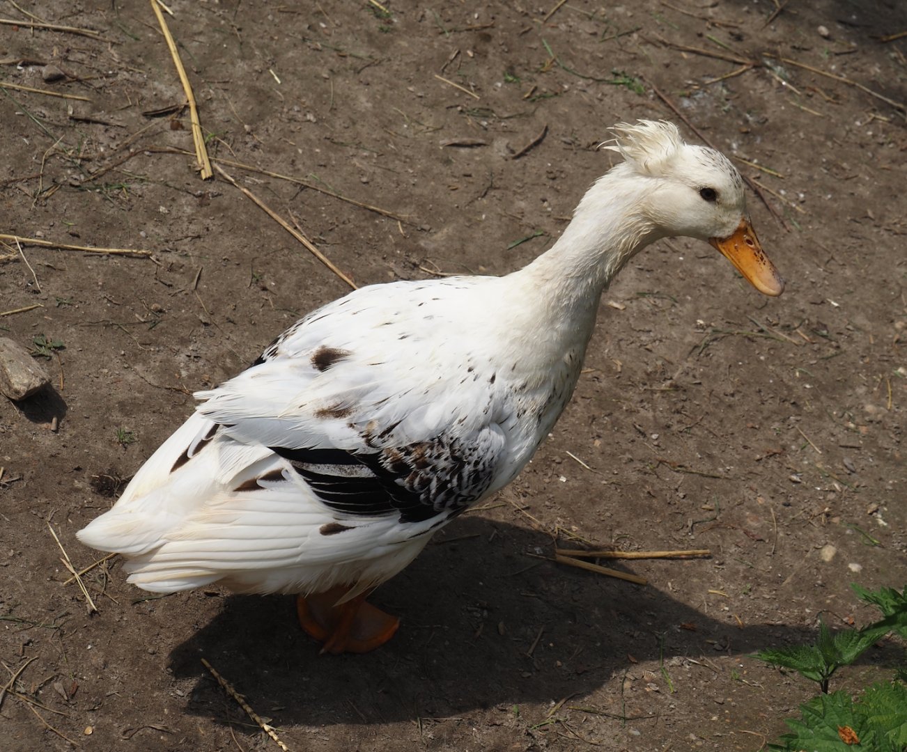 Crested domestic duck (Anas platyrhynchos domesticus), 2024-05-11