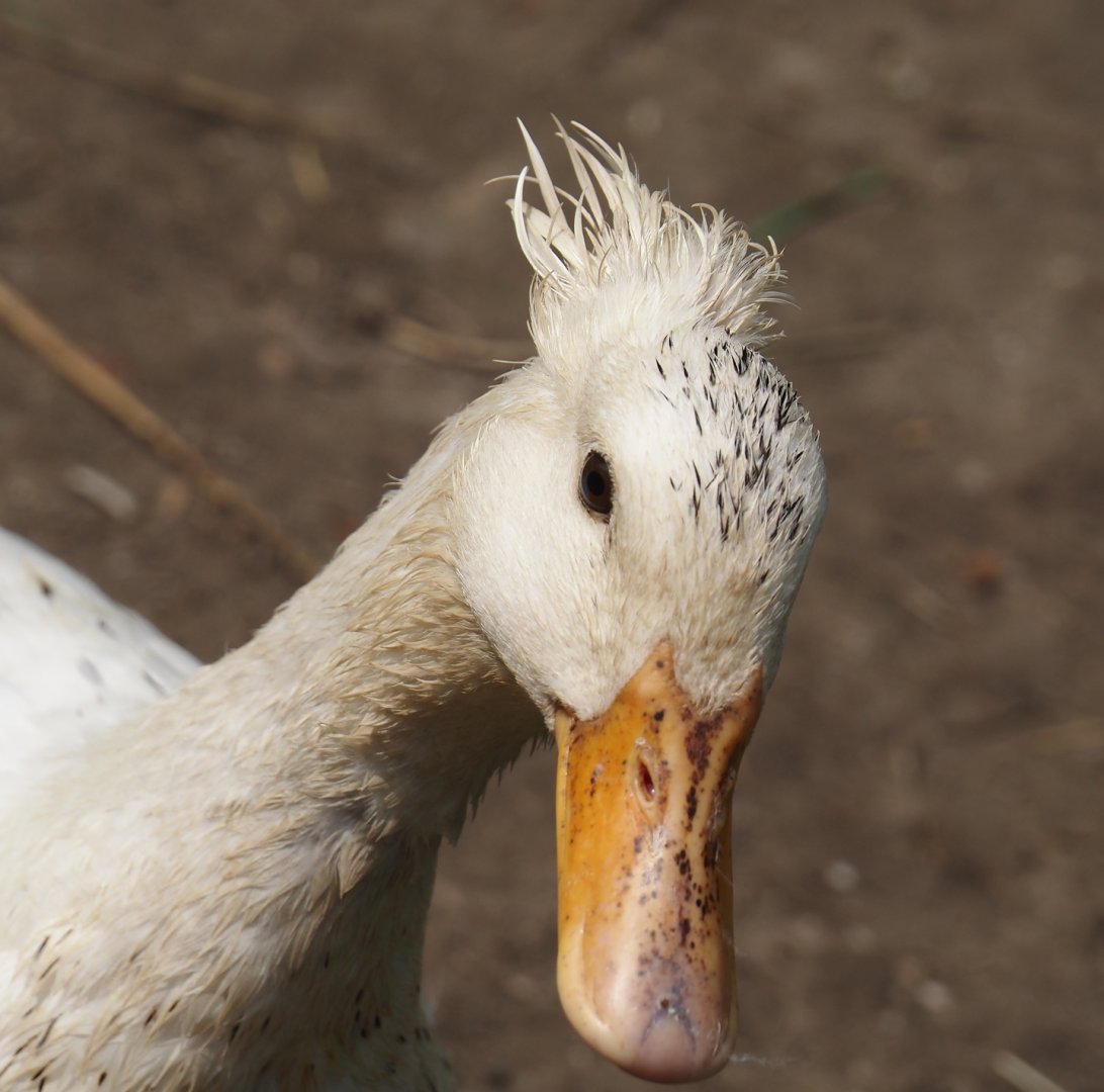Crested domestic duck (Anas platyrhynchos domesticus), 2024-05-11