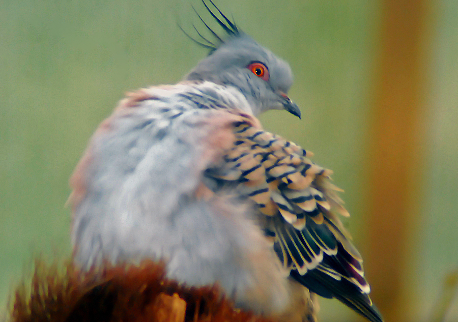 crested dove