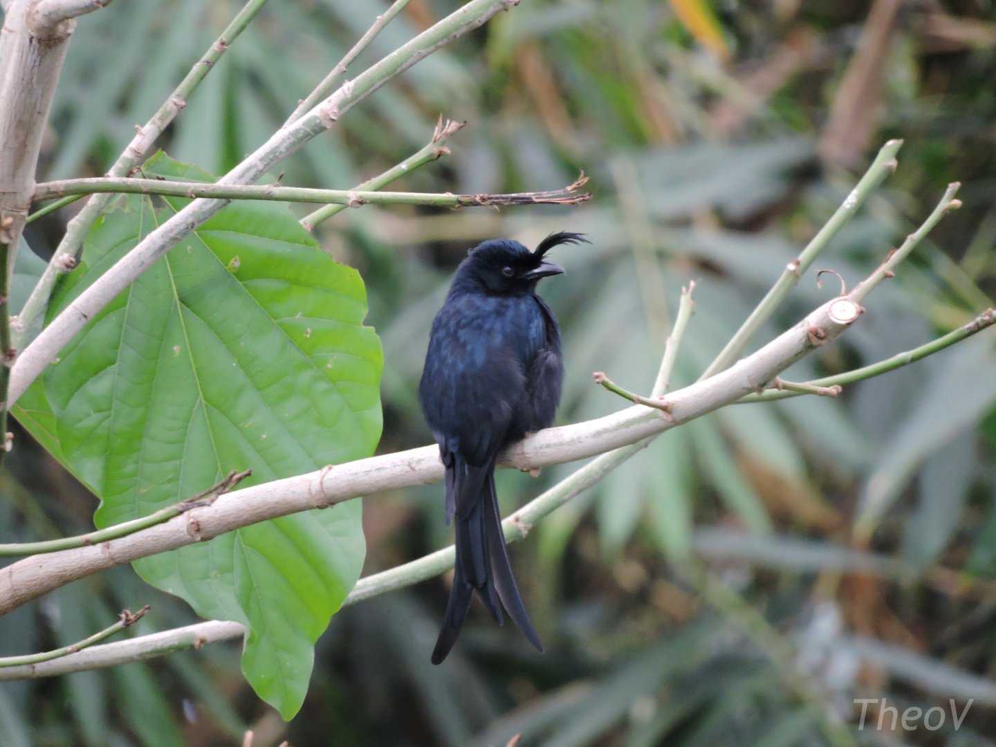 Crested drongo [2015]