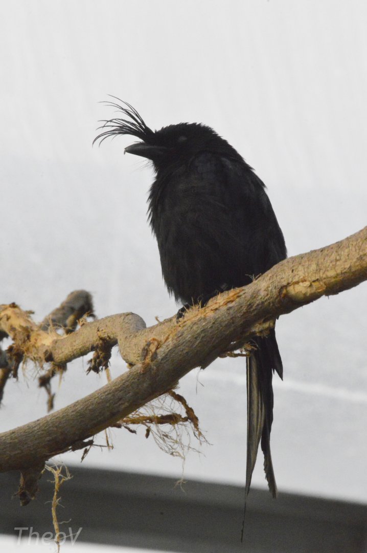 Crested drongo [2020]
