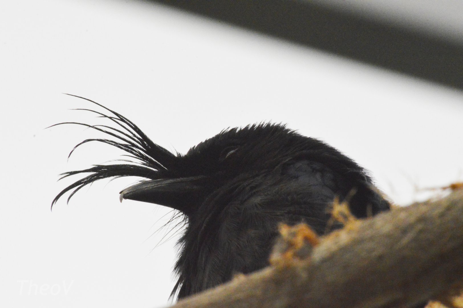 Crested drongo [2020]