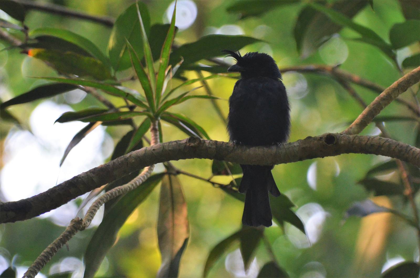 Crested Drongo at Zurich Zoo, 10/09/16