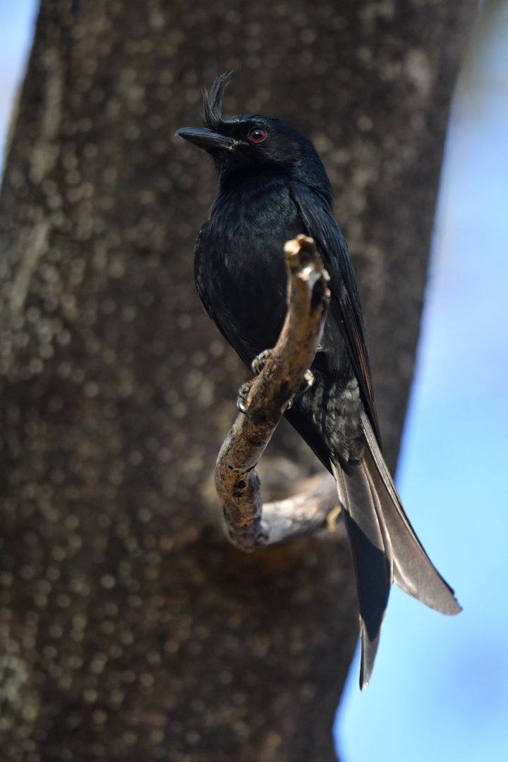 Crested Drongo (Dicrurus forficatus)