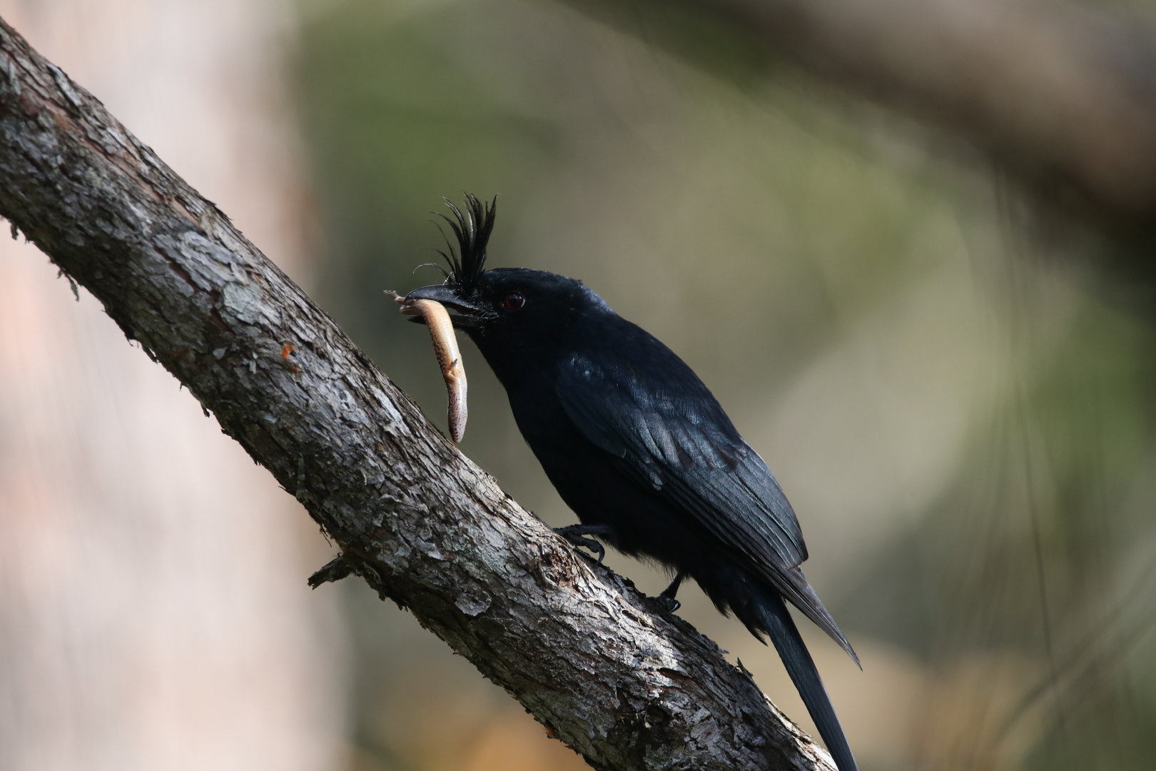 Crested drongo with a small lizard
