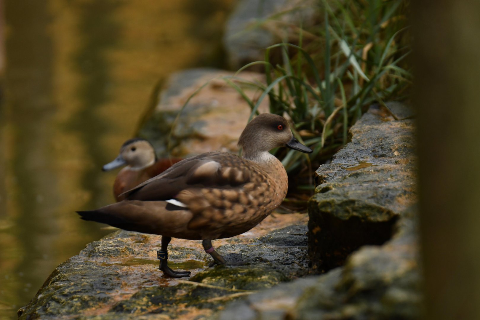 Crested Duck (Lophonetta specularioides)