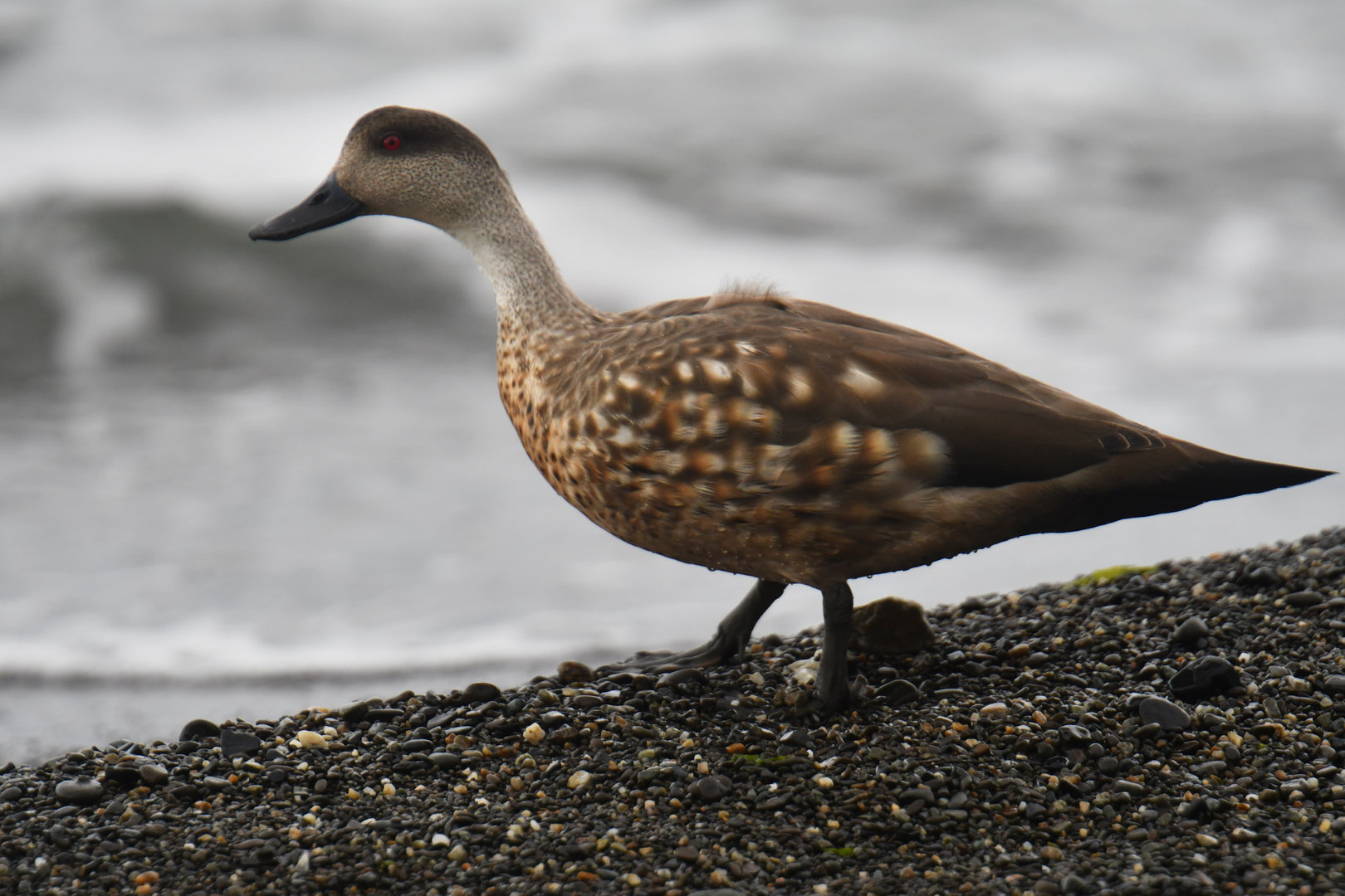 Crested Duck Lophonetta specularioides