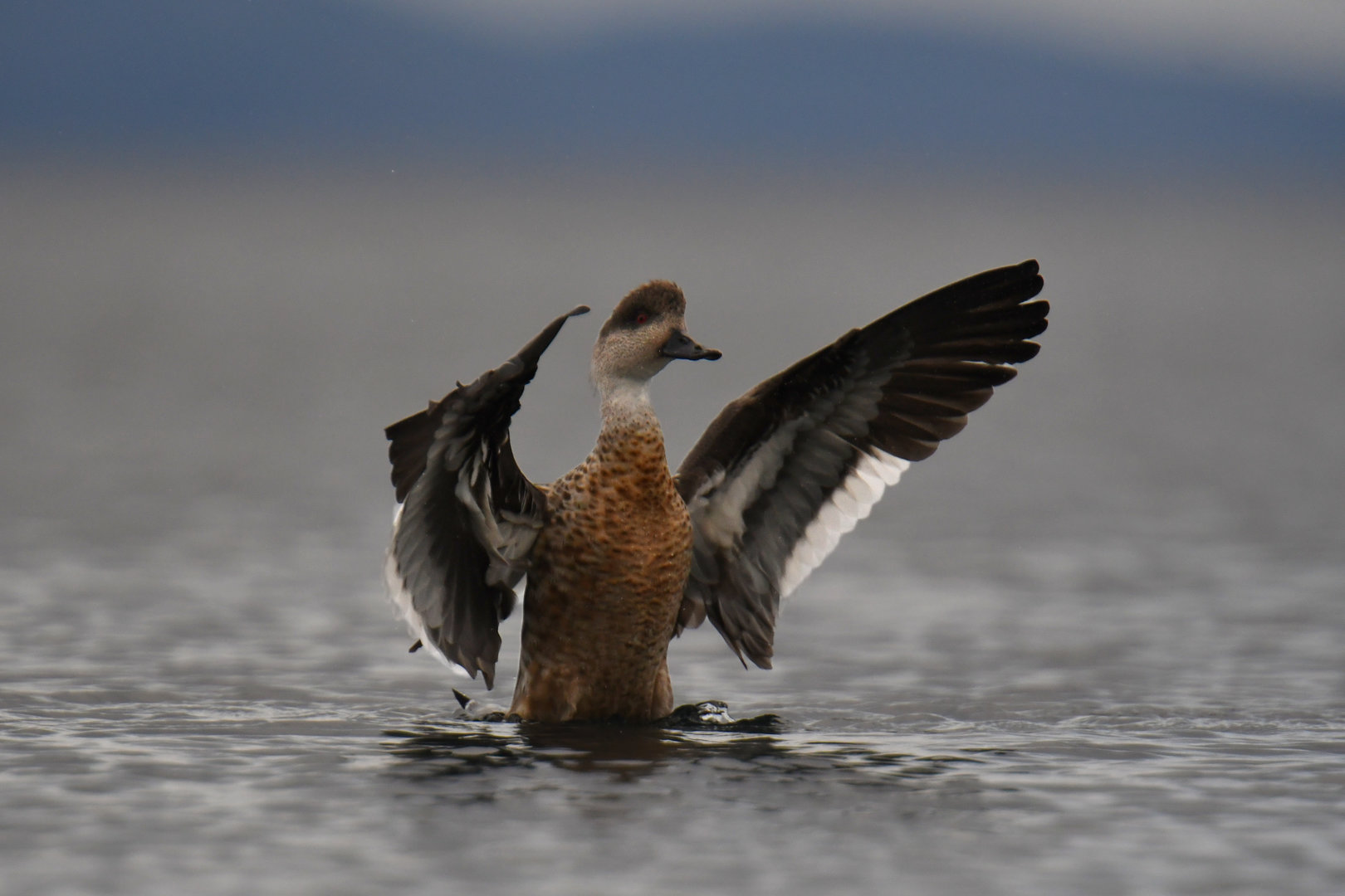 Crested Duck Lophonetta specularioides