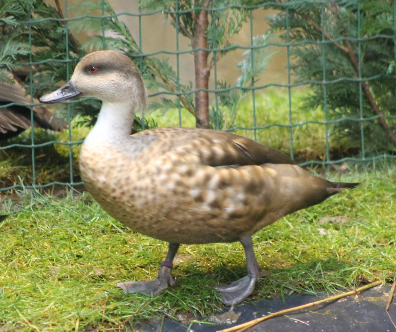 Crested duck