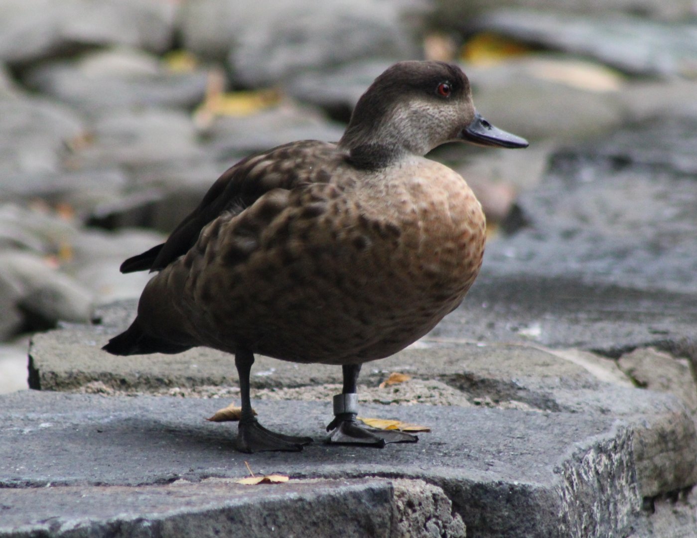 Crested duck