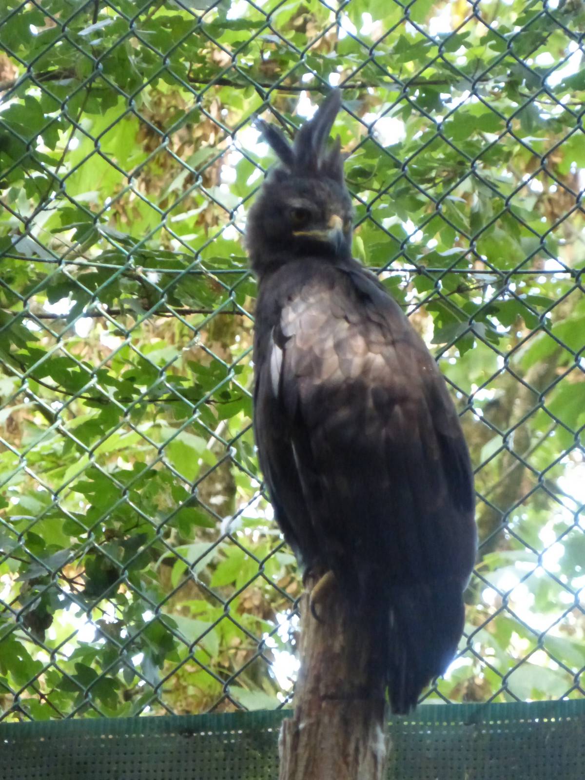 Crested eagle 10/09/16